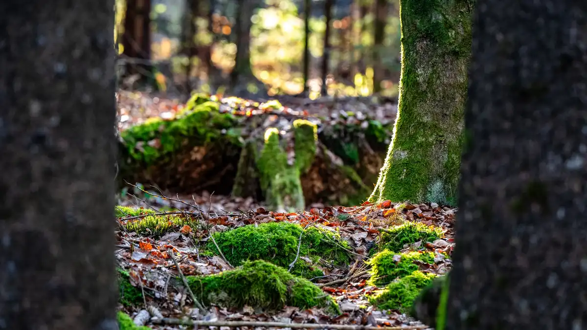 Chão de floresta coberto de musgo verde com folhas secas — evoca as notas terrosas dos perfumes chipre
