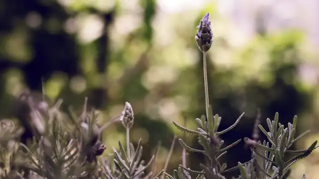 Flores de lavanda roxa em campo verde — nota aromática central dos perfumes fougère