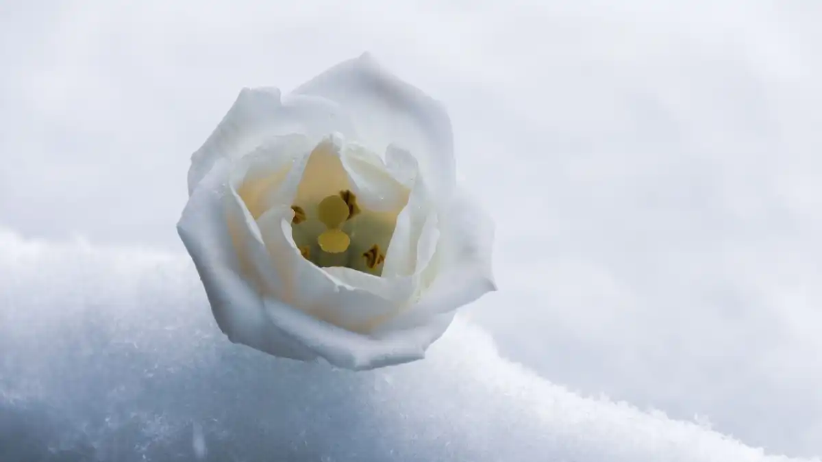 Rosa branca sobre neve simbolizando perfumes doces árabes femininos no inverno