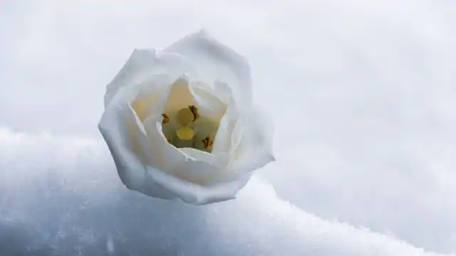 Rosa branca sobre neve simbolizando perfumes doces árabes femininos no inverno