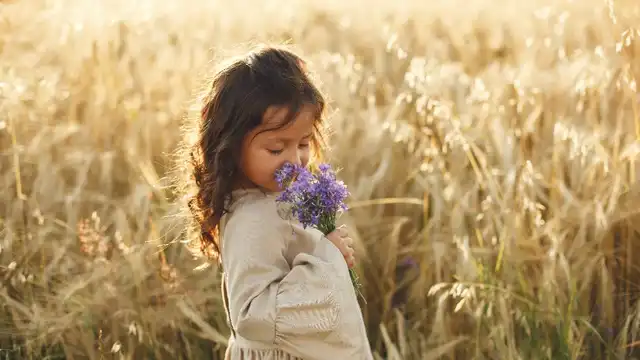 Menina em campo dourado sentindo o cheiro de um buquê de flores roxas